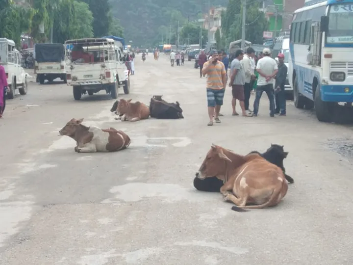 रुपन्देहीका सडकमा छाडा चौपायाले समस्या