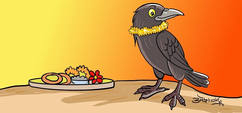 Kaag Tihar being observed today by feeding crows