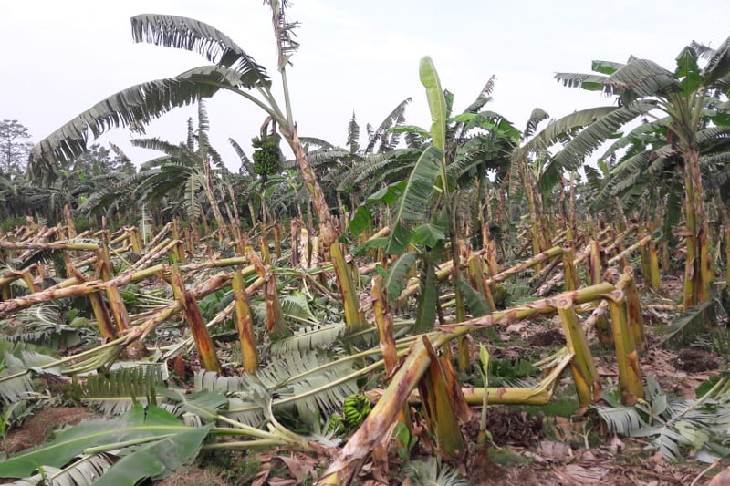 Vandals arrested for ravaging banana farm