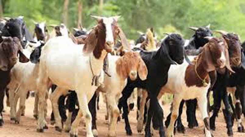 Goat sale and purchase centre established