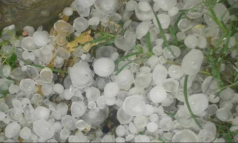 Hailstone damages crops in Jajarkot