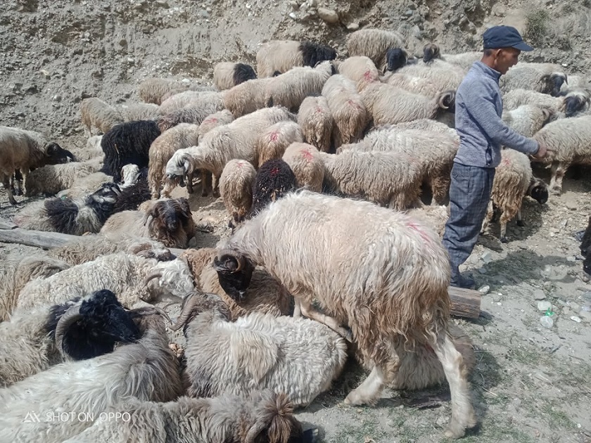 भेडापालक किसानलाई गोठालो भत्ता