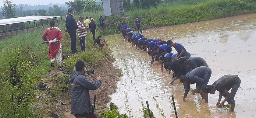 असारमा बाली लगाउँदै किसानमा चिन्ता : यस वर्ष उत्पादन घट्छ