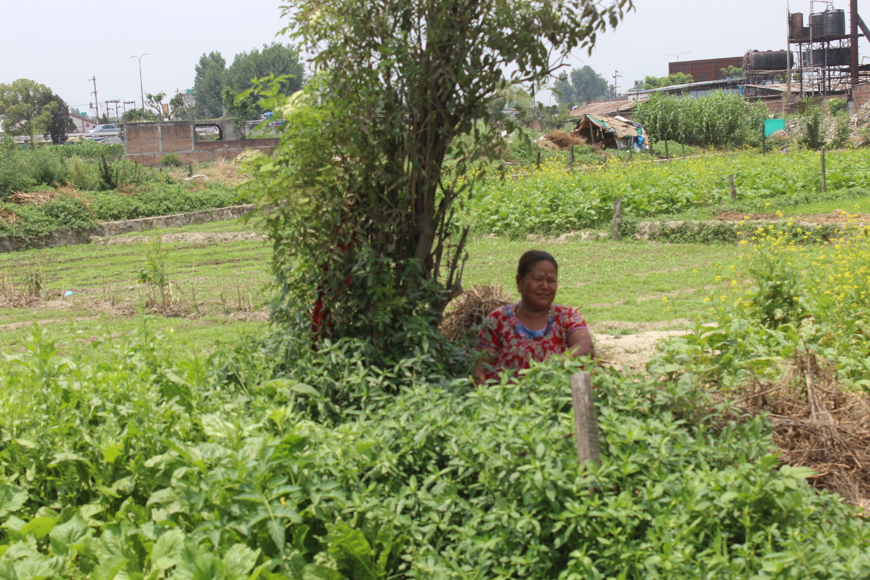 युवा पुस्ता विदेशमा, बुबा–आमा फाँटमा