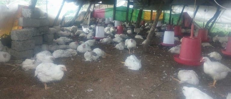 Outbreak of H9 virus behind killing of chickens