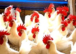 Two poultry farms depleted in Chitwan, causing Rs 6 million loss