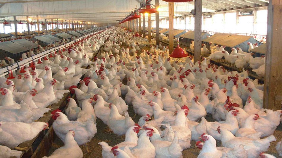 Bird flu found in Chitwan fowls