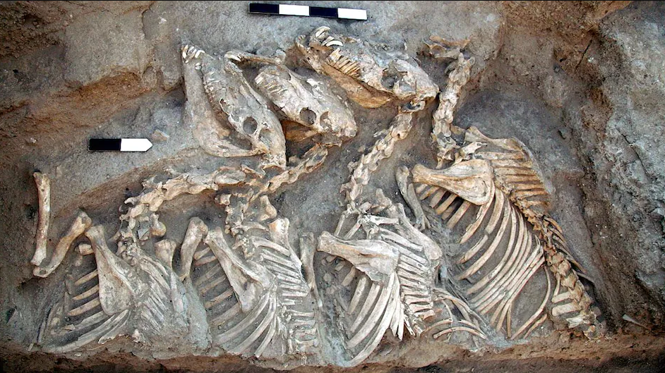 ४५०० वर्ष पुरानो बायोइन्जिनियर्ड हाइब्रिड जनावर भेटियो, वैज्ञानिक किन चिन्तित ?