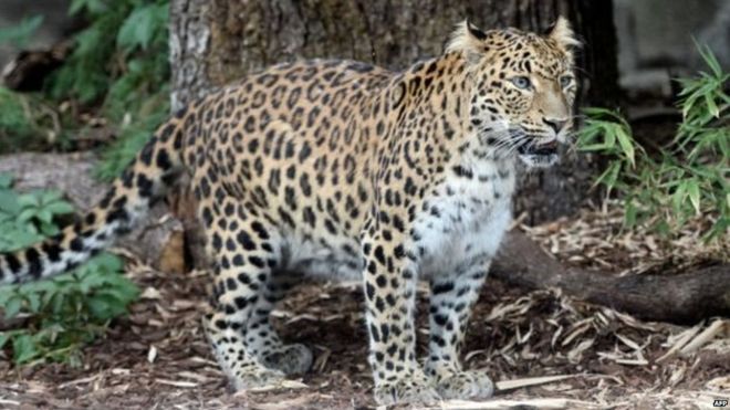 Six goats killed by leopard in Sundarpur