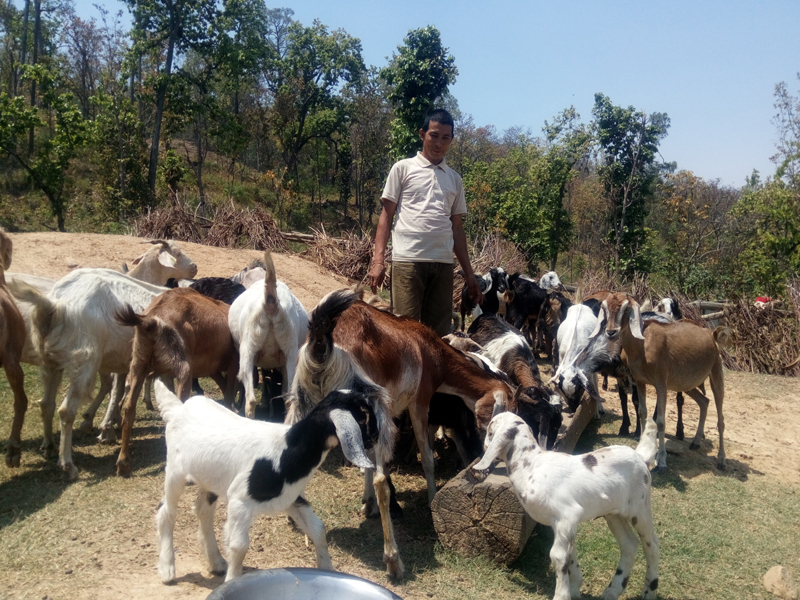 Farmers in Tanahu getting attracted to livestock insurance