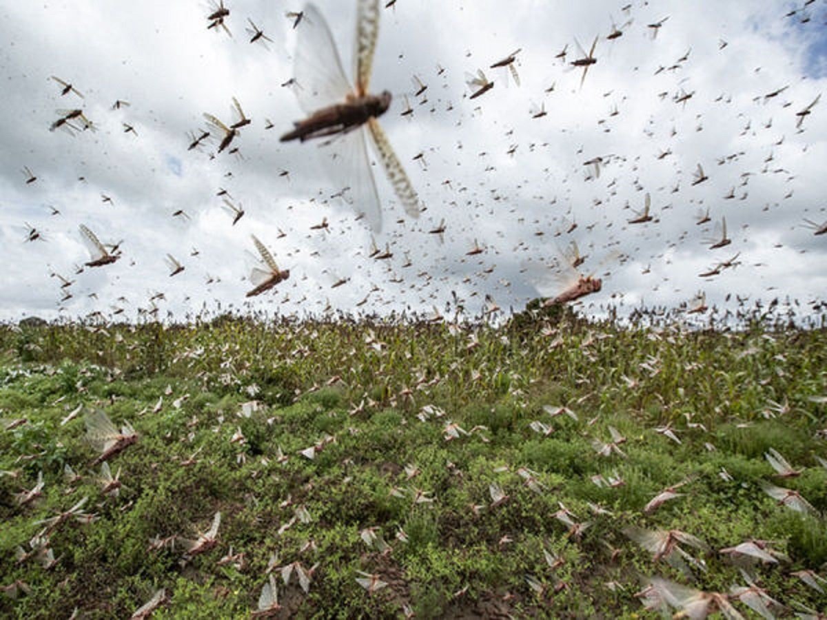 Locusts destroy crops in Surkhet