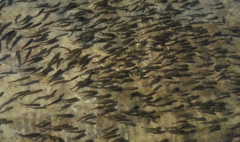 मकवानपुरको बागमती नदीमा एक लाख माछाका भुरा छाडियो