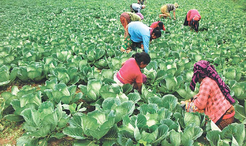 हुम्लाका कृषकको मुख्य आम्दानीको स्रोत तरकारी