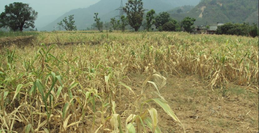 मध्य बर्खामा खडेरीः मकैका बोट सुक्न थालेपछि किसानलाई तनाव