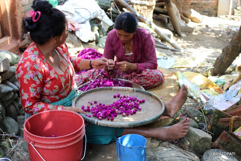 तिहारको स्वागत : मखमली फूलको माला बनाउने चटारो (फोटो फिचर)