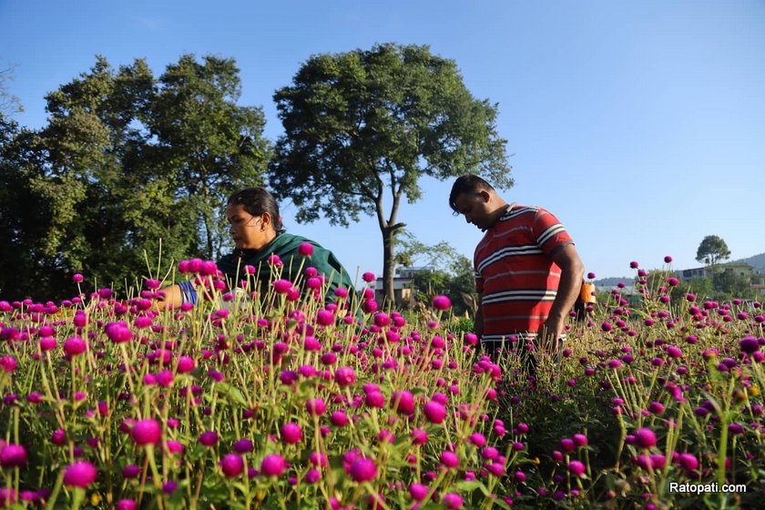 IN PICS: Farmers busy picking flowers as Tihar festival nears