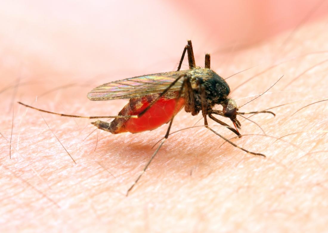 Two malaria patients found in rural village of Dang