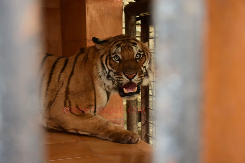 बाँके राष्ट्रिय निकुञ्ज : आएन बाघ नियन्त्रणमा