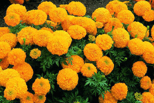 Country gains self-sufficiency in marigold: flower trade declining