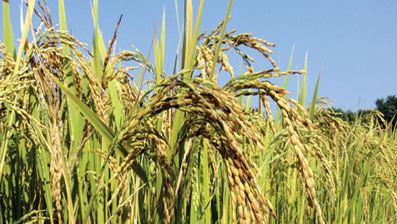 Farmers start cultivating Kalimarsi rice varieties