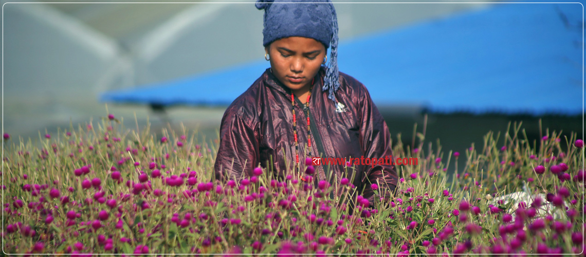 PHOTOS: Farmers busy picking ‘Makhamali’ as Tihar festival nears