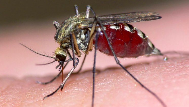 Jhapa local levels waging war against dengue