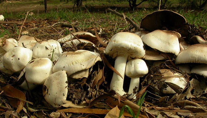 Four of same family ill after eating wild mushroom