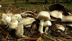 Entire family falls sick after consuming wild mushroom