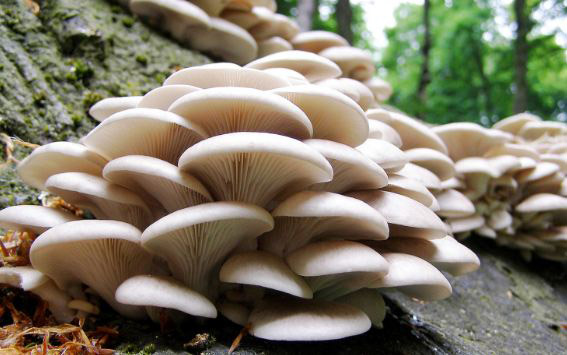 जङ्गली च्याउ खाँदा जुम्लामा एकै घरका ५ जना बिरामी