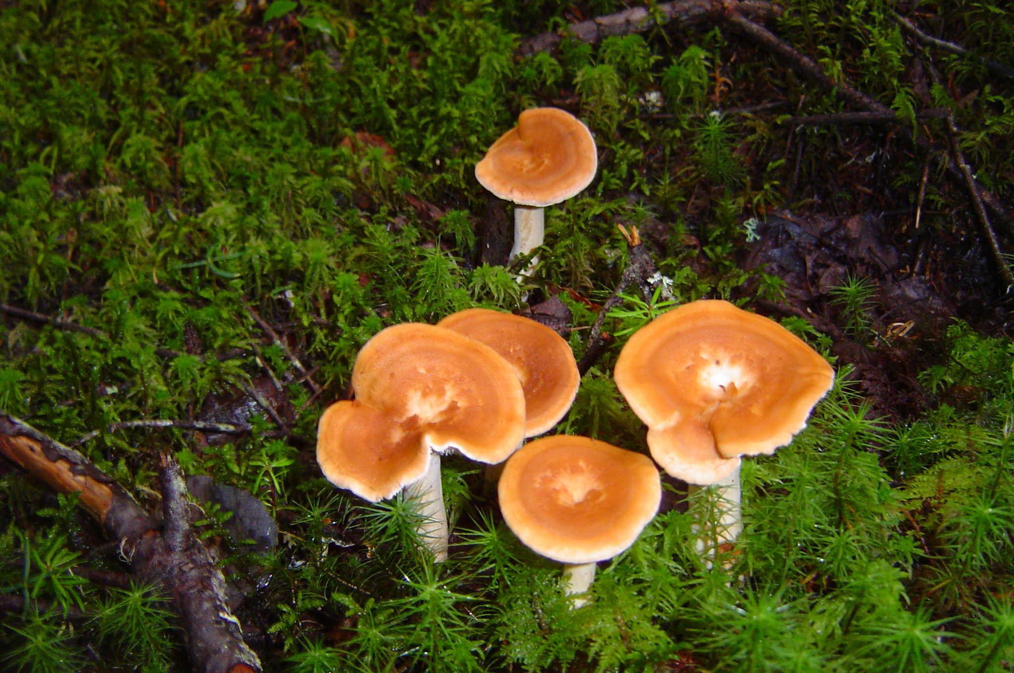 One dies, four sick after consuming wild mushroom