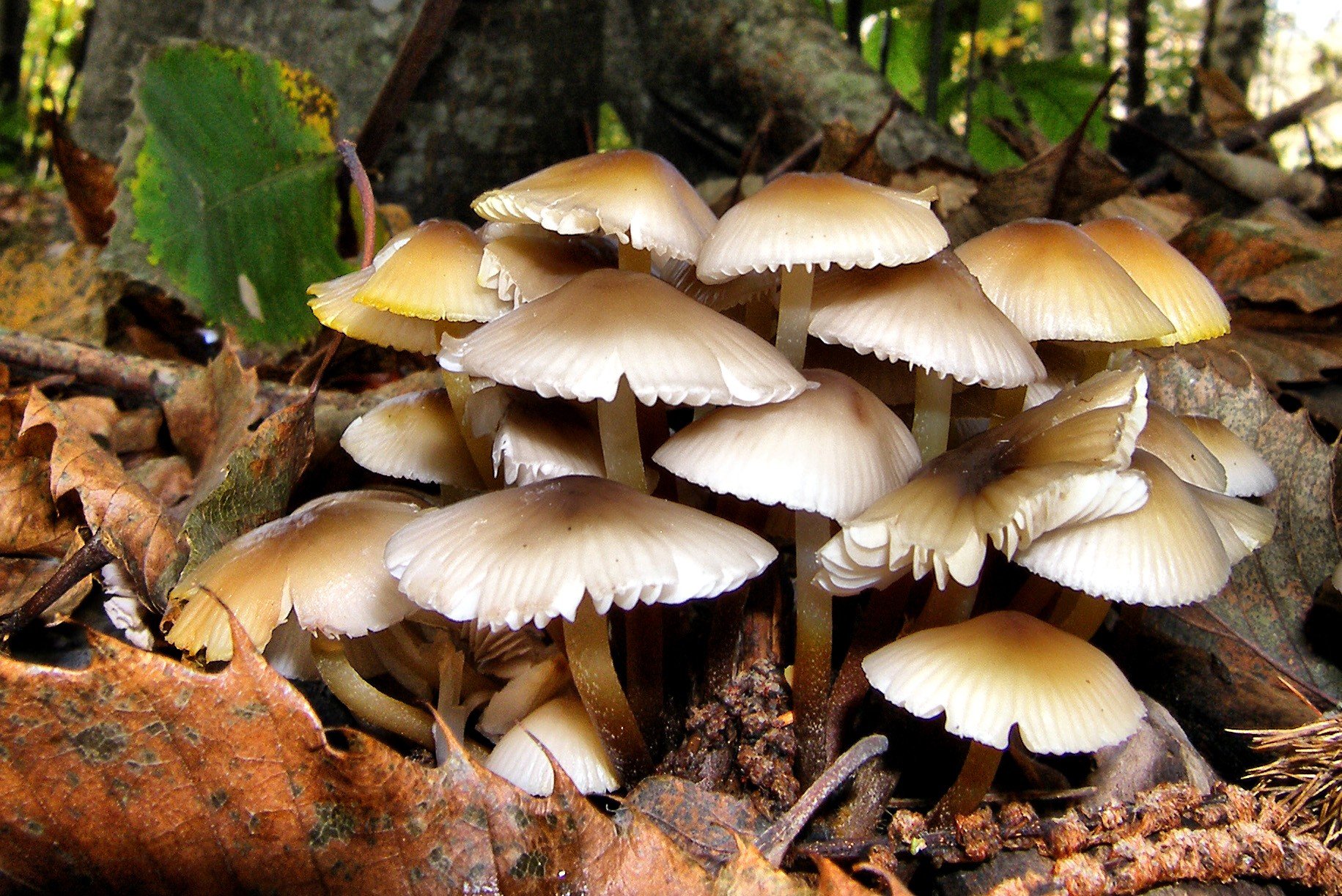 Three die from consuming wild mushroom at Ghorahi-19