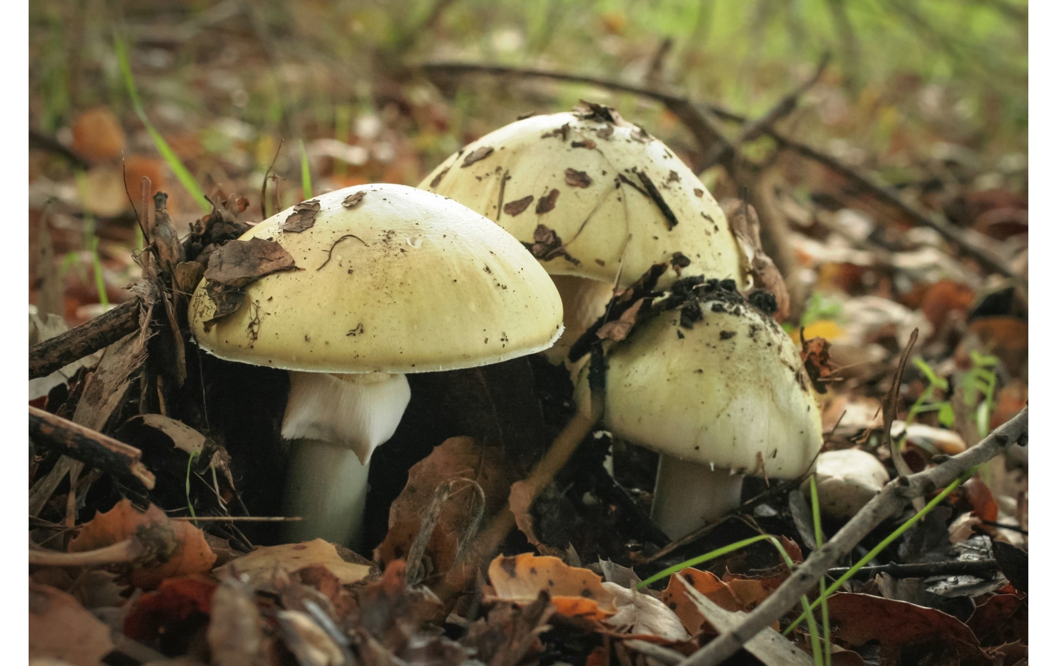 14 fall ill after consuming wild mushroom