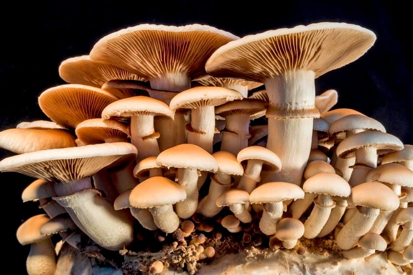 Palpa police launches campaign against wild mushroom