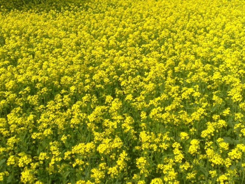 Mustard crop production increases in Kailali sending happiness to farmers