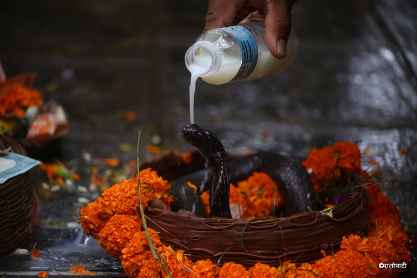 आज नागपञ्चमी :  नागको पूजा, आराधना गरी मनाइँदै