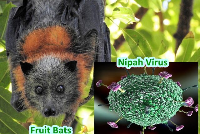 India's Nipah virus outbreak death toll rises to 16