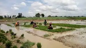 National Paddy Day and Paddy Cultivation Festival to be marked symbolically