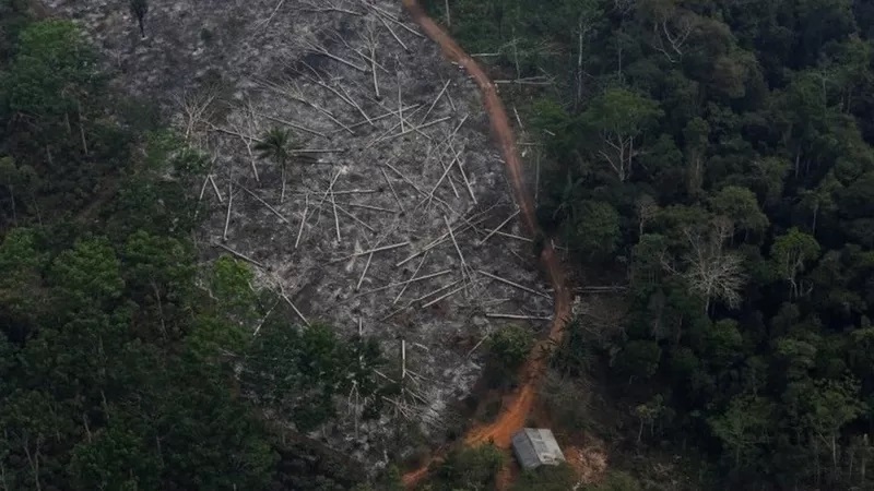 अमेजन क्षेत्रको वन विनाश ६ वर्ष यताकै उच्च