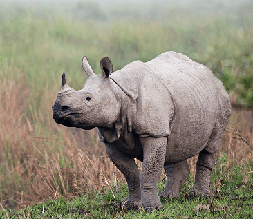 CNP prepares to send Sauraha's rhino calf to China