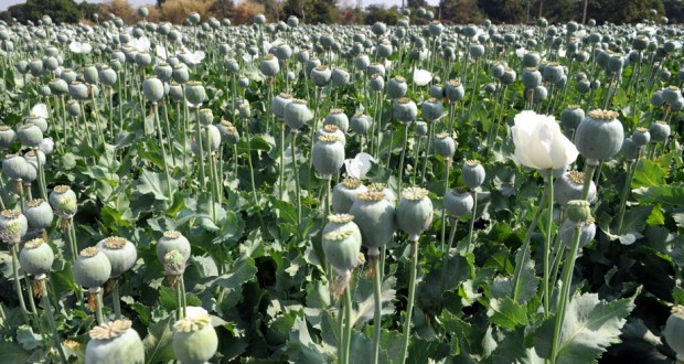 Opium farming destroyed in Jajarkot