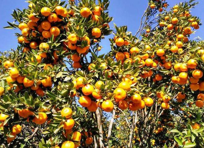 Orange farming changes face of entire settlement