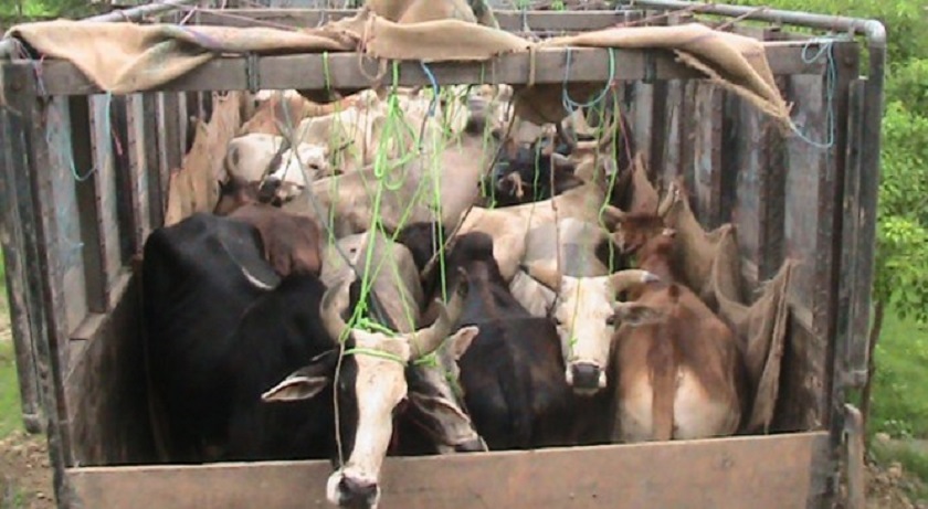 गोरु ओसारपसार गर्ने ९ वटा ट्रक प्रहरी नियन्त्रणमा