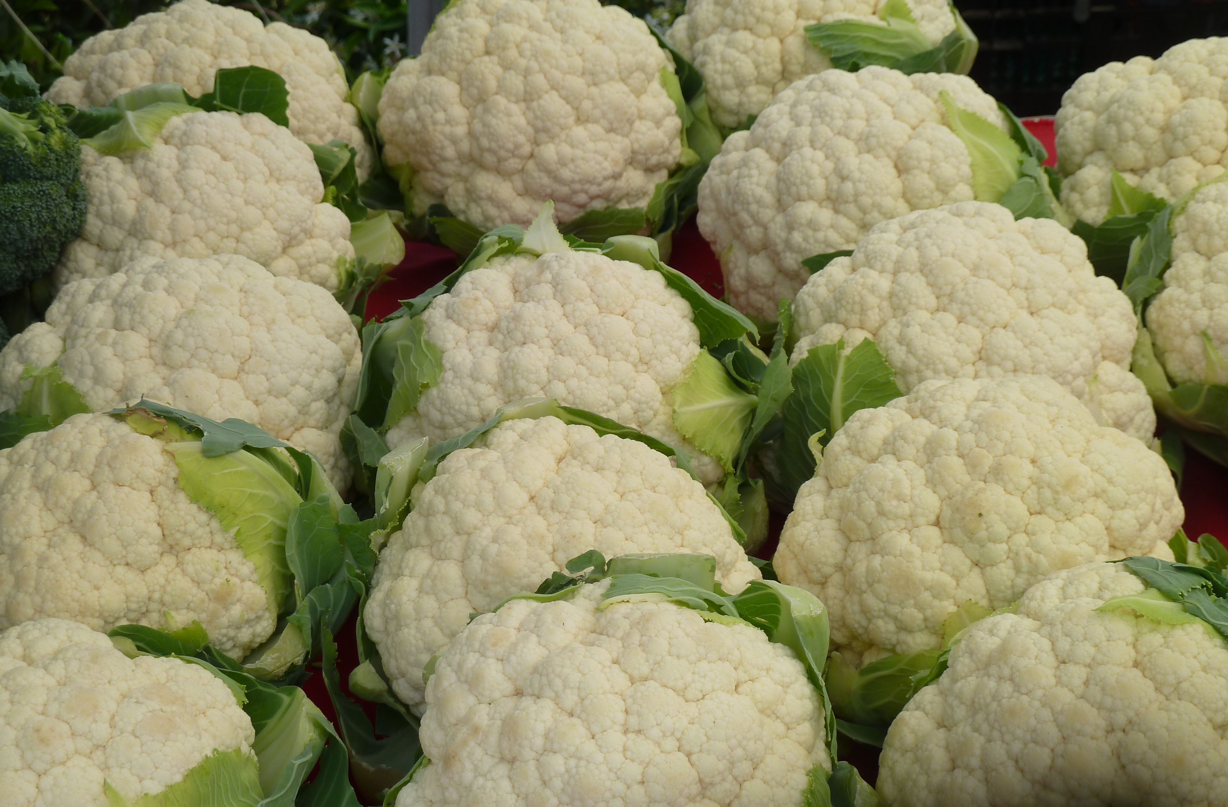 Farmer grows single cauliflower weighing 14.5 kilos