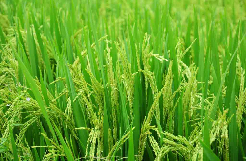 Country records highest, 98 per cent, paddy cultivation this year