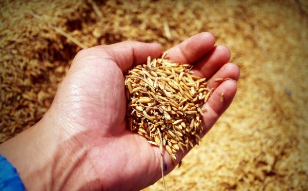 Farmers given paddy seeds in subsidy