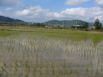 Youths plant paddy on street in protest of authorities' inaction