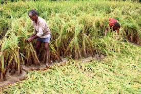 Nawalpur sees rise in winter paddy harvest