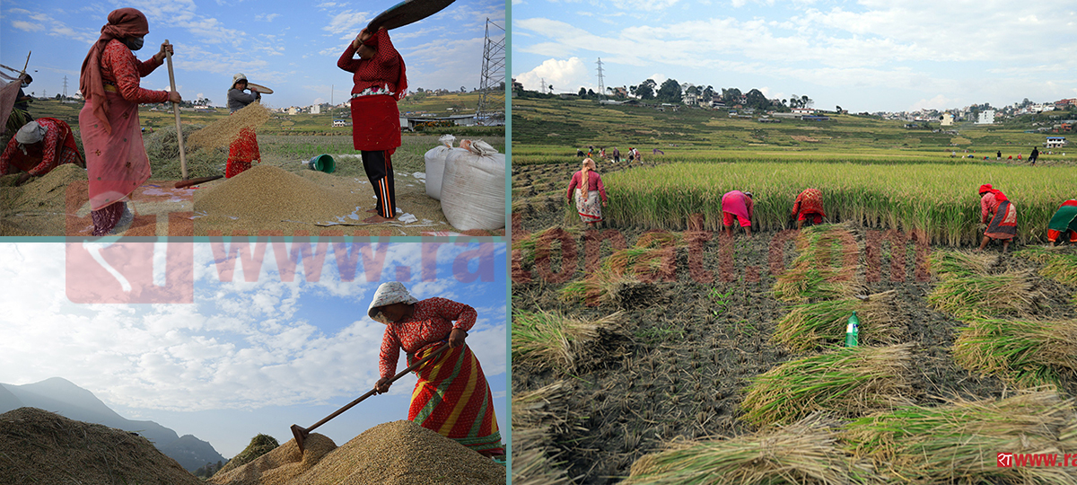 IN PICS: Farmers busy harvesting paddy at Khokana