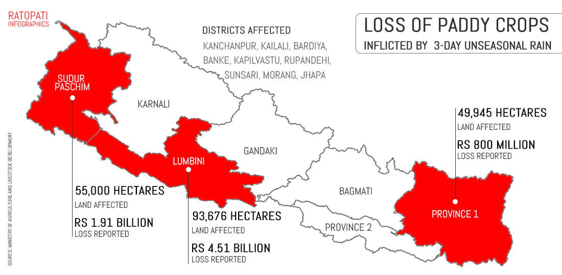 Unseasonal rains damage paddy  crops worth Rs 7.22 billion