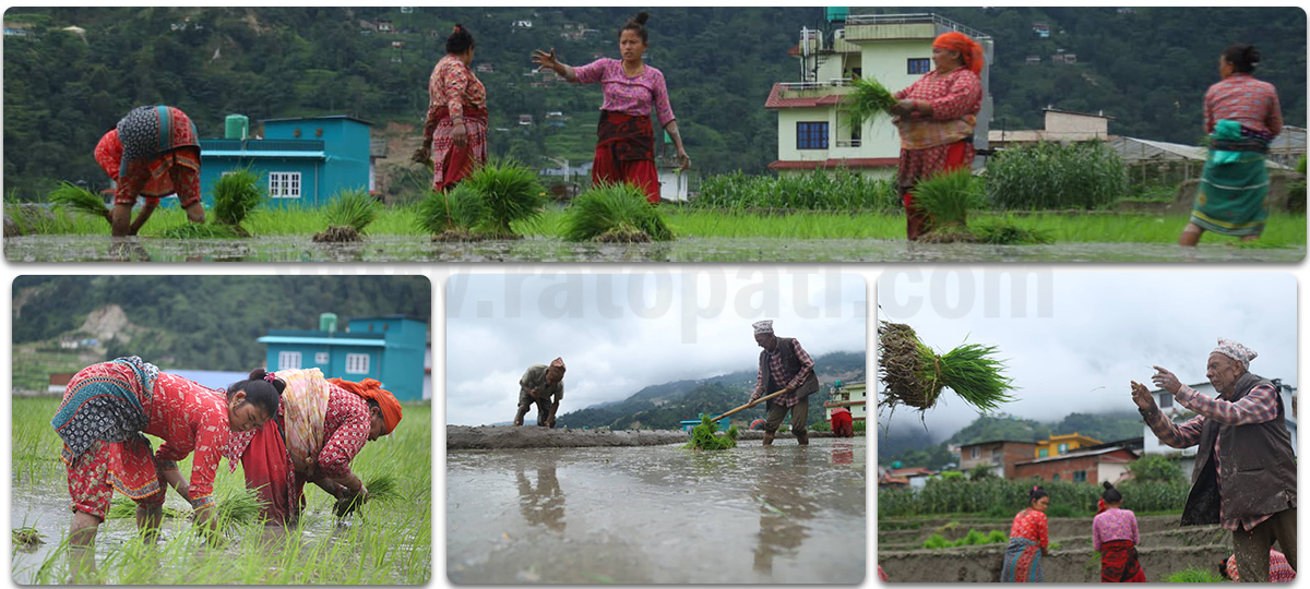 Paddy plantation upped by 8 percent this year